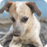 Cachorrinho com uma rostinho de quem fez arte com uma mistura de cor caramelo e branco